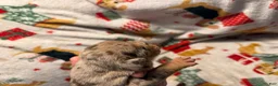Olde English Bulldogge dogs for sale: Tri Chocolate Merle  - Ad 12