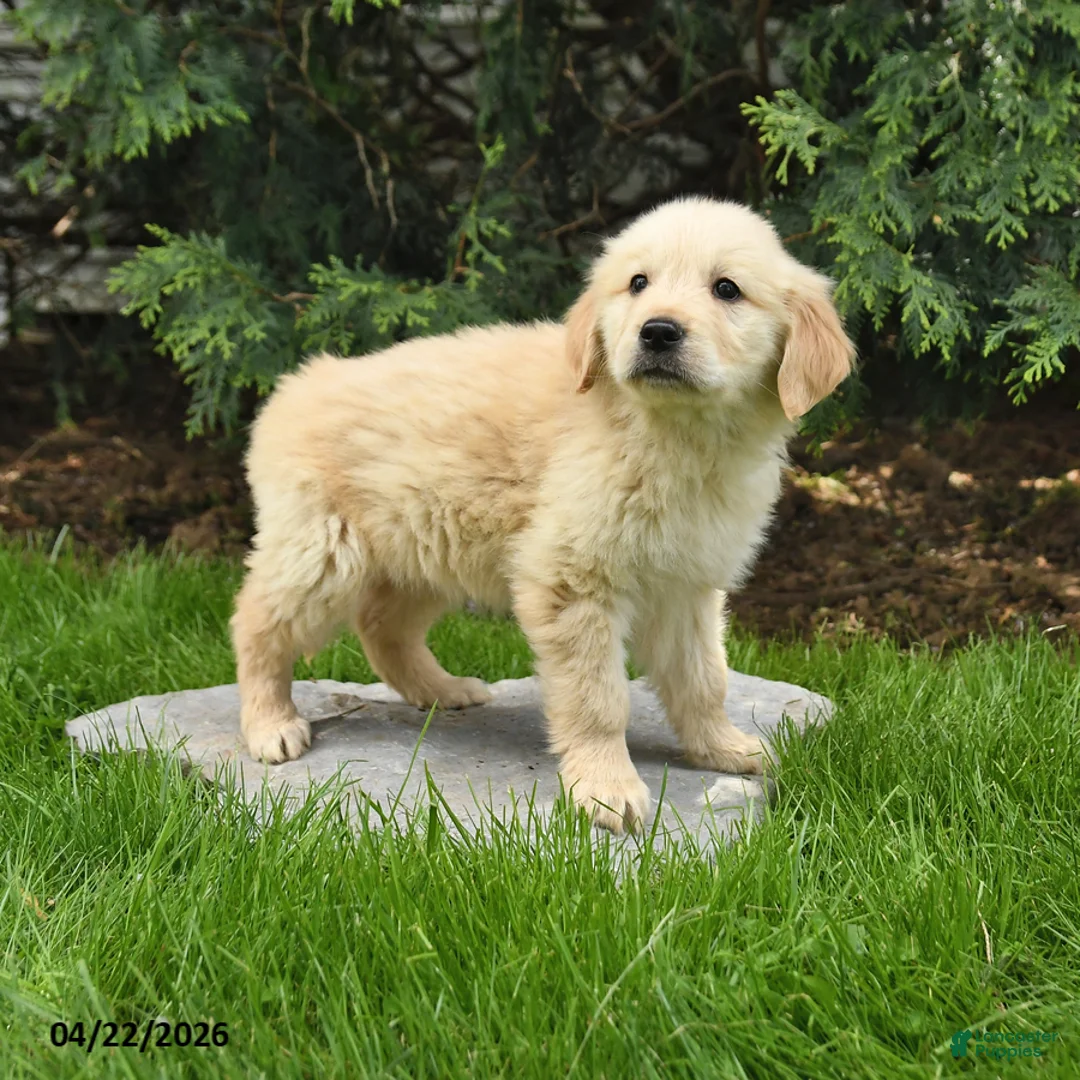 Golden Retriever dogs for sale: Sarah - Ad 2