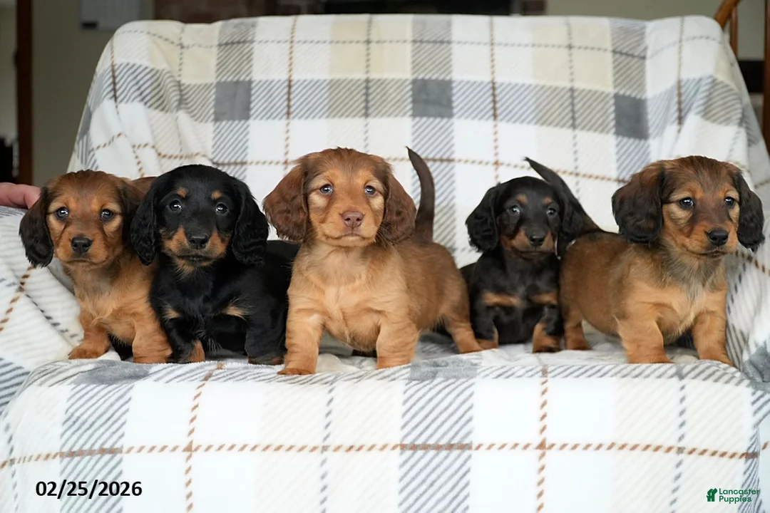 Miniature Dachshund dogs for sale: Isaac - Ad 8
