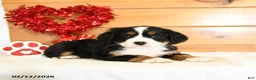 Miniature Bernese Mountain Dog dogs for sale: Veronica - Ad 3