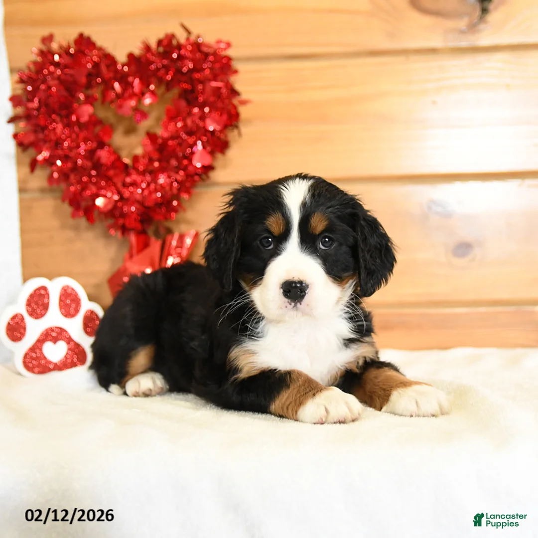Miniature Bernese Mountain Dog dogs for sale: Veronica - Ad 3
