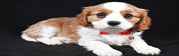 Cavalier King Charles Spaniel dogs for sale: Flash - Ad 2