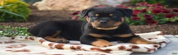 Rottweiler dogs for sale: Hunter - Ad 3