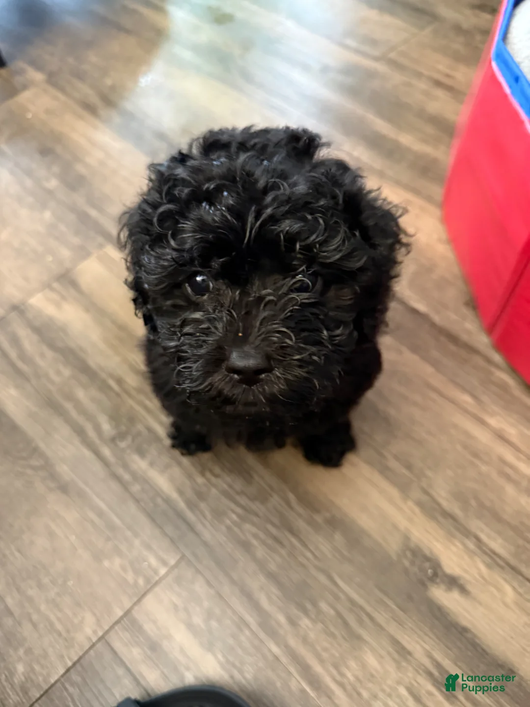 Mini Goldendoodle dogs for sale: Shadow - Ad 1