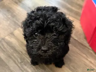 Mini Goldendoodle dogs for sale: Shadow - Ad 1