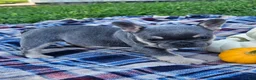 French Bulldog dogs for sale: Qutie  - Ad 4
