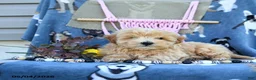 Maltipoo dogs for sale: Amos - Ad 4