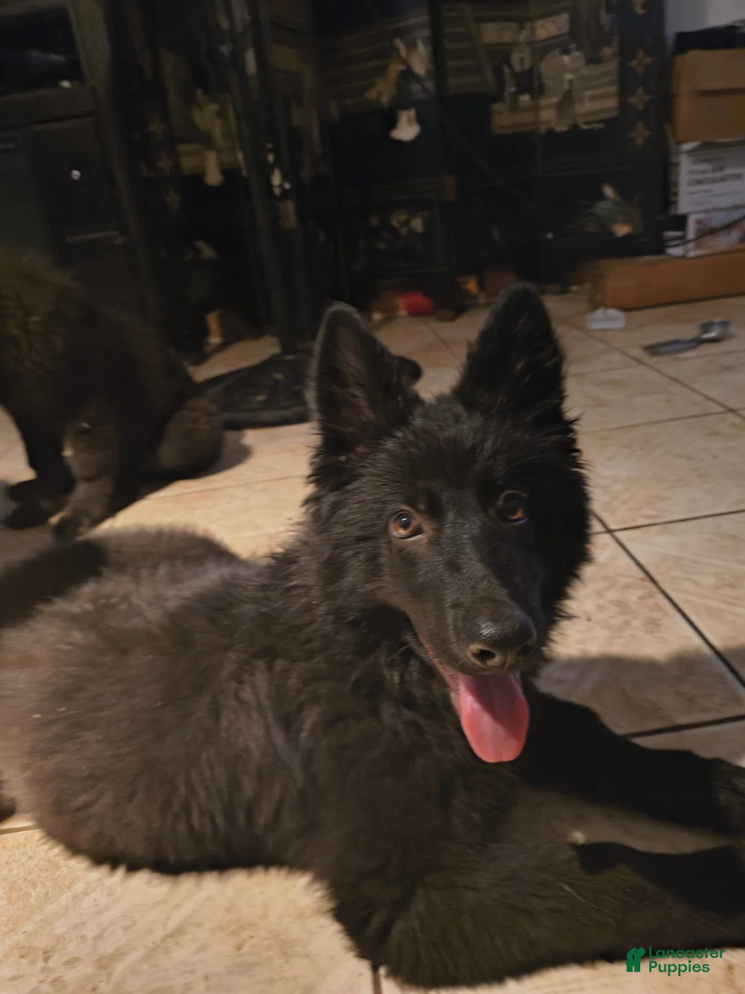 German Shepherd dogs for sale: Prowler  - Ad 10