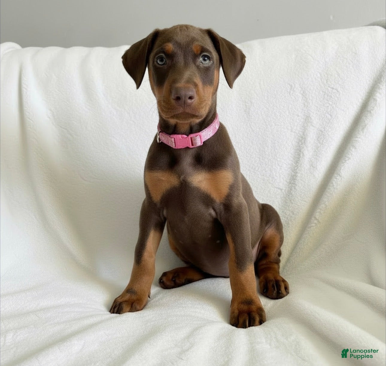 Doberman Pinscher dogs Opal-NOT AMISH  - Ad 2