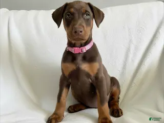 Doberman Pinscher dogs Opal-NOT AMISH - Ad 2