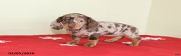 Miniature Dachshund dogs for sale: Tina - Ad 4