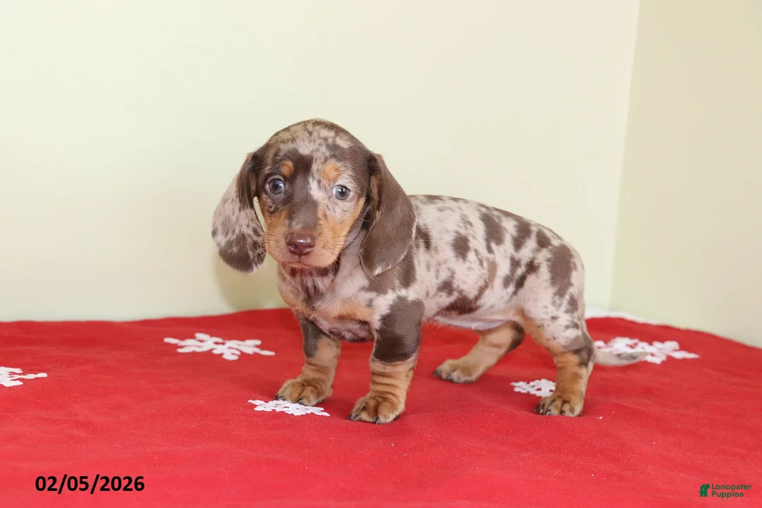 Miniature Dachshund dogs for sale: Tina - Ad 4