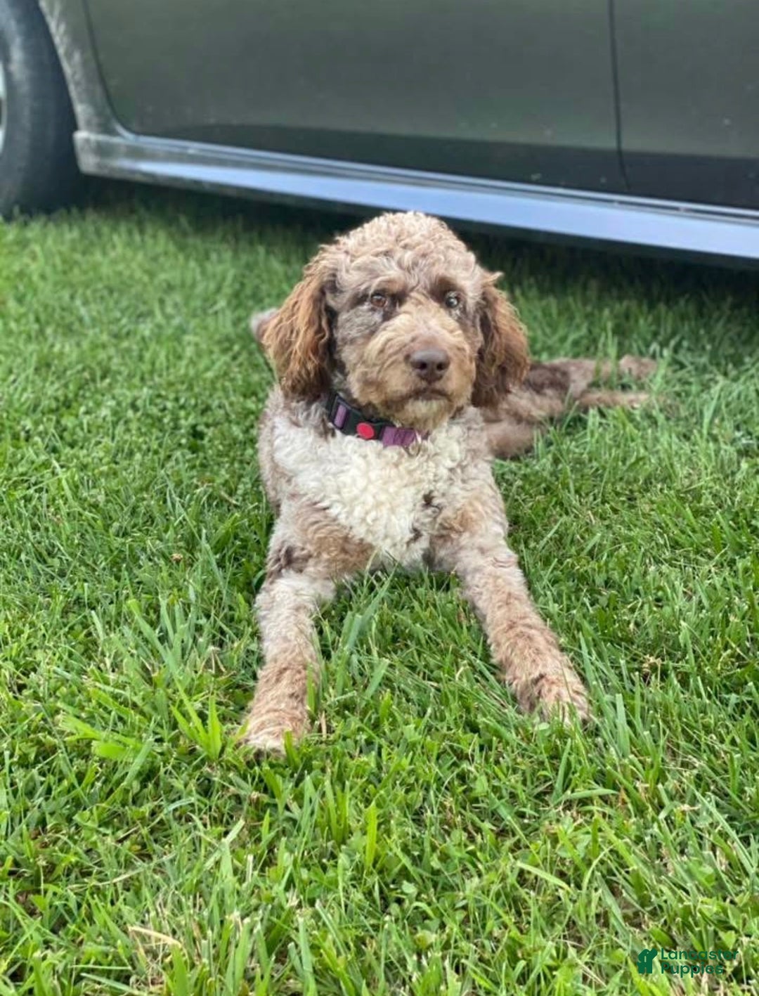Aussiedoodle dogs for sale: Butter Ball - Ad 8
