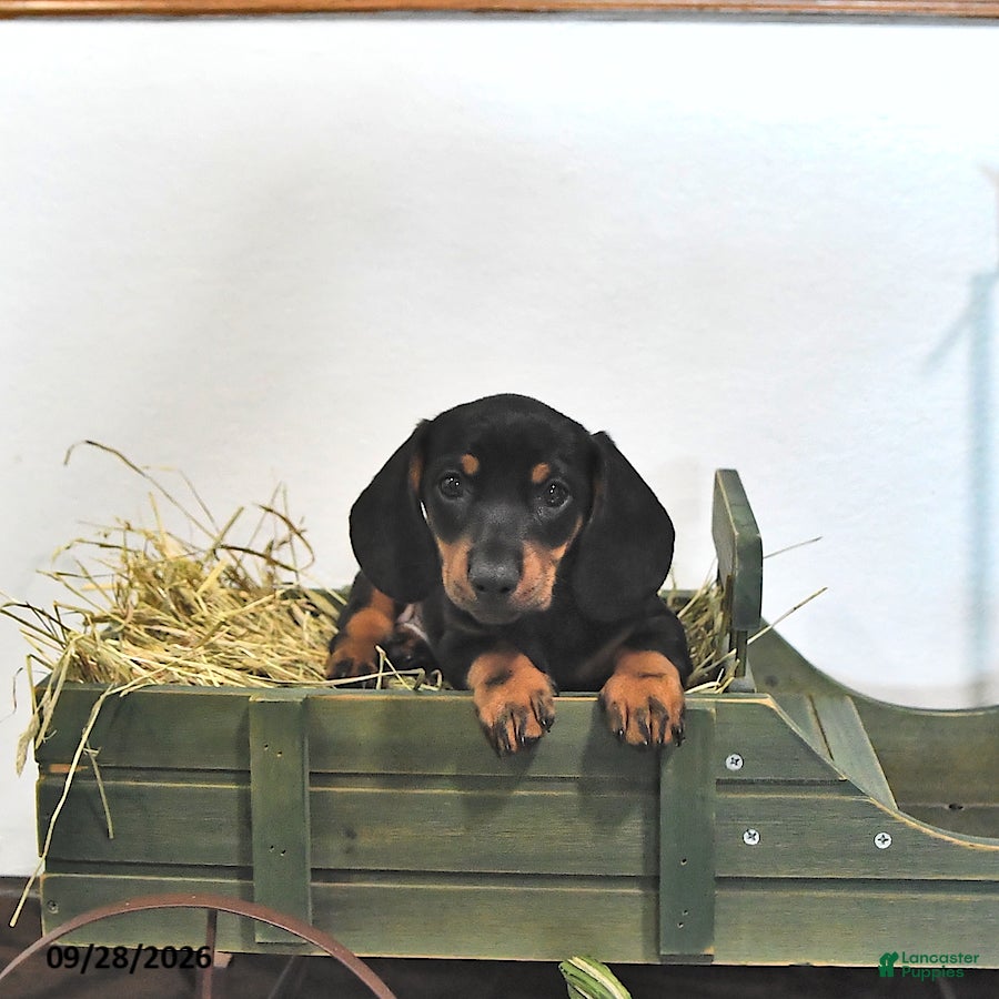 Miniature Dachshund dogs Jace - Ad 1