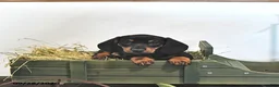 Miniature Dachshund dogs for sale: Jace - Ad 1