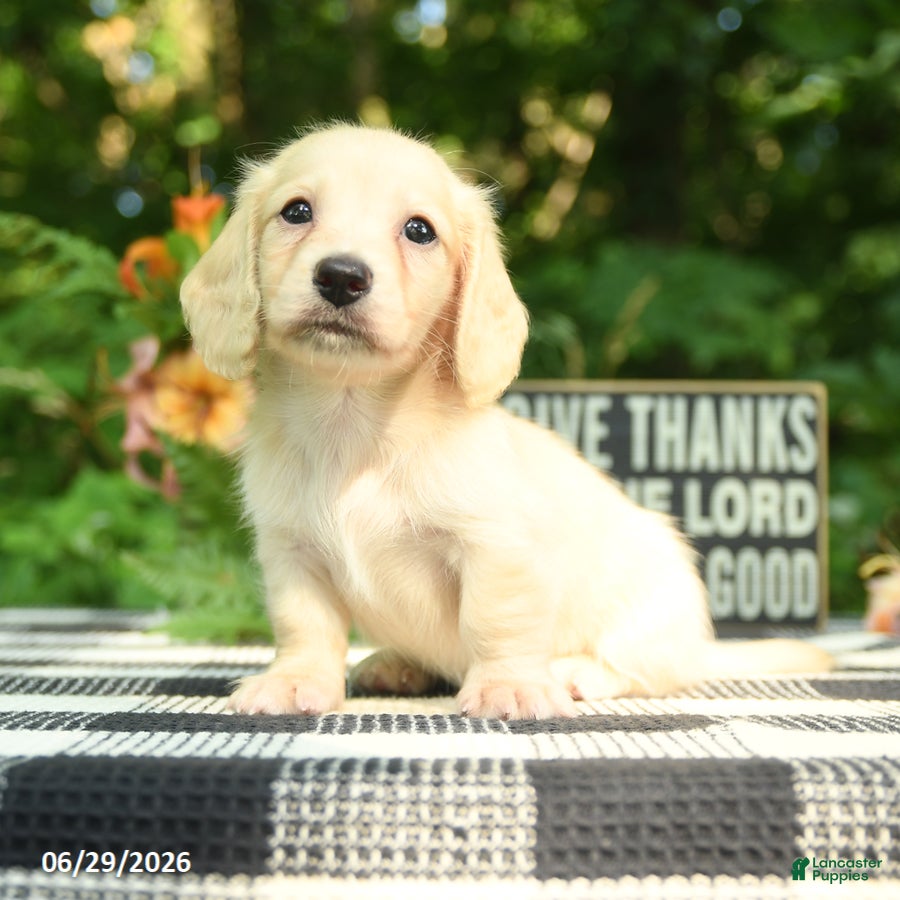 Miniature Dachshund dogs Finn - Ad 1