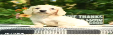 Finn