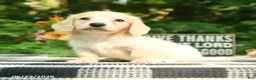 Miniature Dachshund dogs for sale: Finn - Ad 1