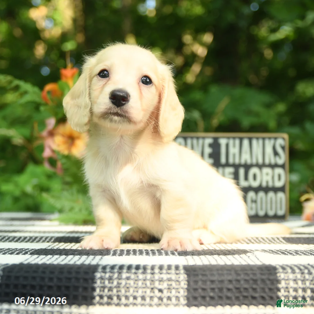 Miniature Dachshund dogs for sale: Finn - Ad 1