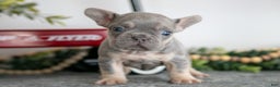 French Bulldog dogs for sale: Asher - Ad 3