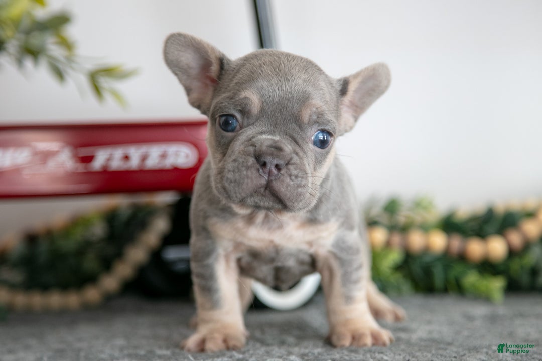 French Bulldog dogs for sale: Asher - Ad 3