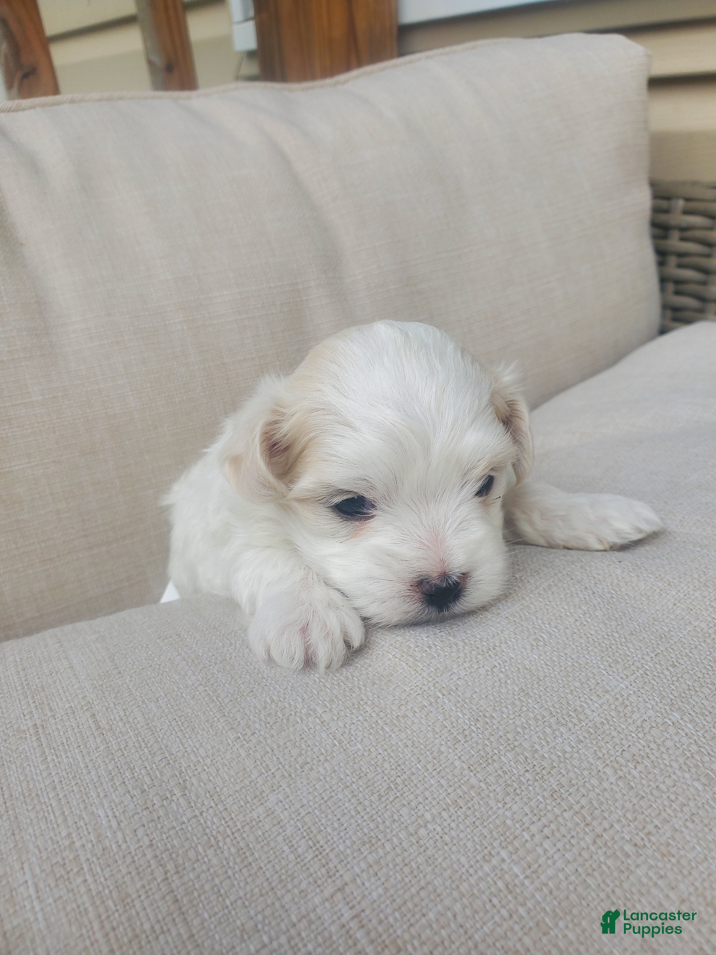 Maltese dogs Moses - Ad 26