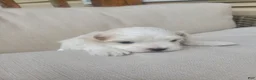 Maltese dogs for sale: Moses - Ad 2