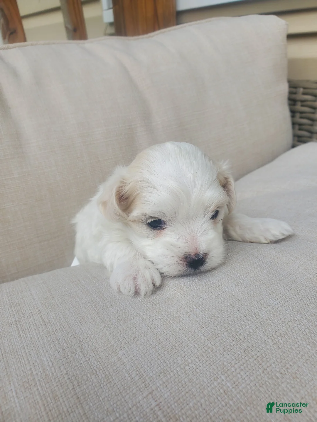 Maltese dogs for sale: Moses - Ad 2