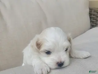 Maltese dogs Moses - Ad 26