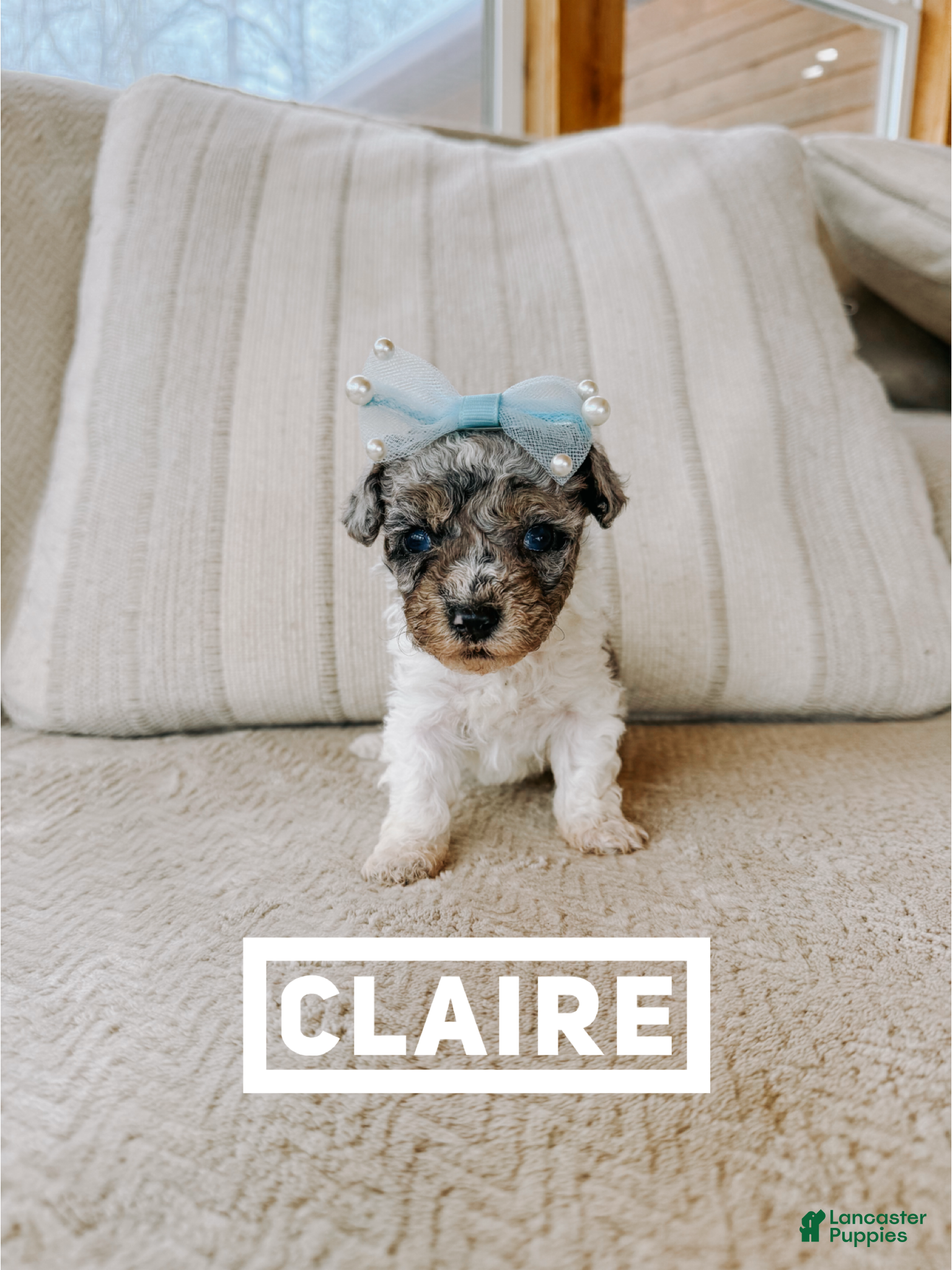 Toy Poodle dogs Toy Poodle Puppy 3 - Ad 15