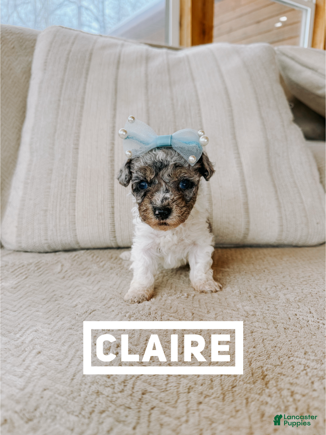 Toy Poodle dogs for sale: Toy Poodle Puppy 3 - Ad 1