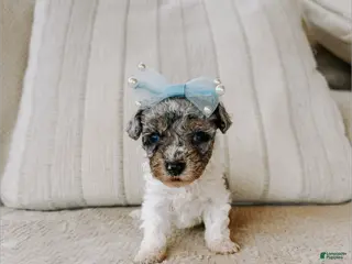 Toy Poodle dogs Toy Poodle Puppy 3 - Ad 3