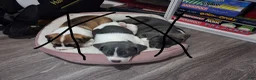 Mixed Breed dogs for sale: Mixed Breed Puppy 1 - Ad 8