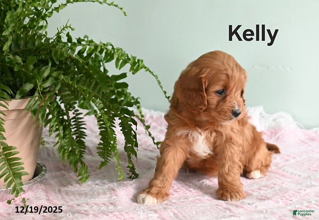 Cavapoo dogs for sale: Kelly - Ad 1