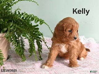 Cavapoo dogs Kelly - Ad 41