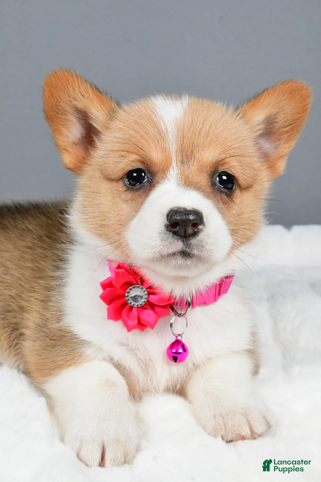 Welsh Corgi Pembroke dogs for sale: Bell - Ad 5