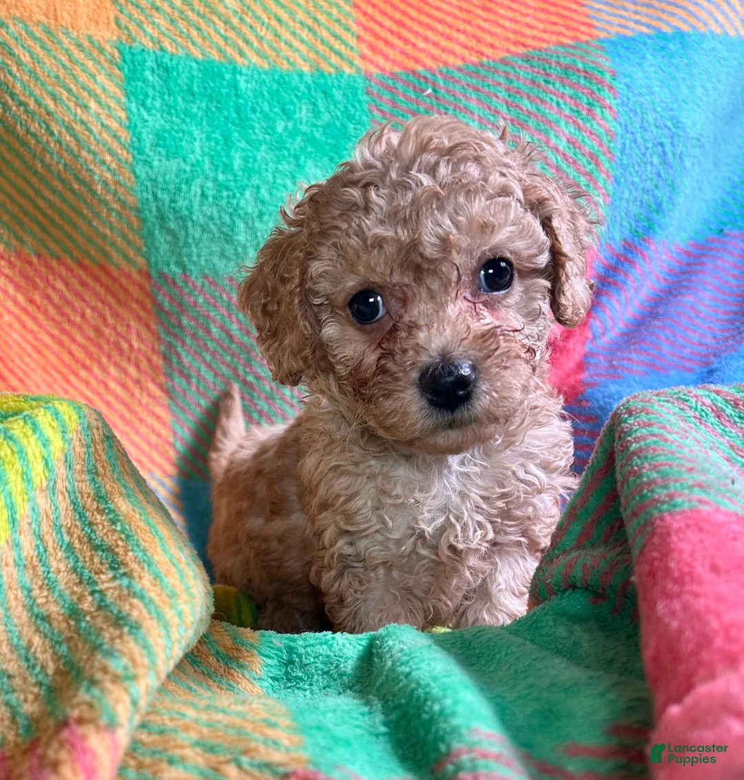 Cavapoo dogs for sale: Koda - Ad 1