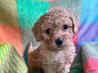 Cavapoo dogs Koda - Ad 30