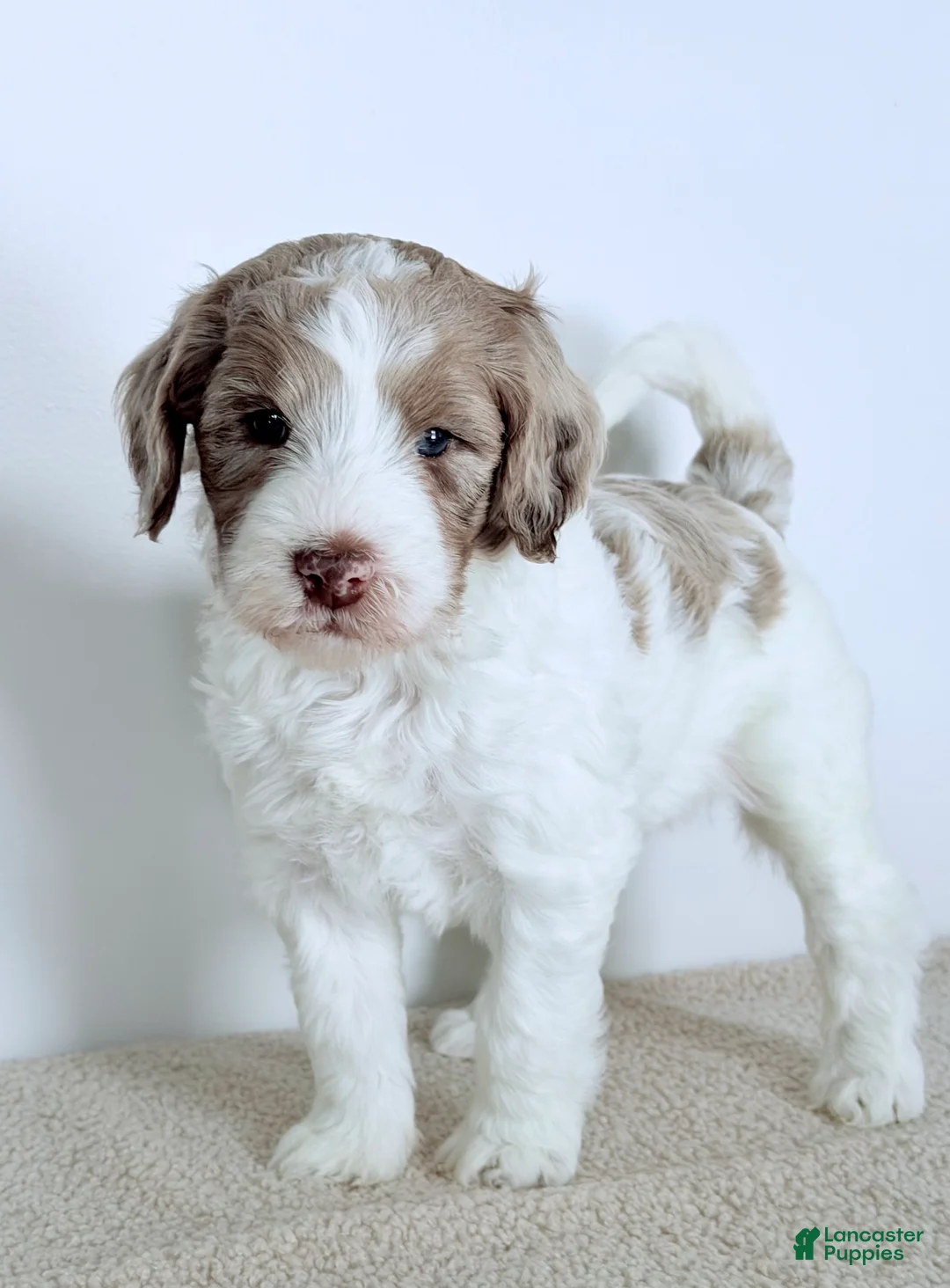 Bernedoodle dogs for sale: Praise  - Ad 6