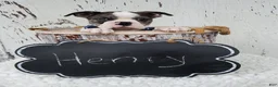 Boston Terrier dogs for sale: Henry - Ad 4