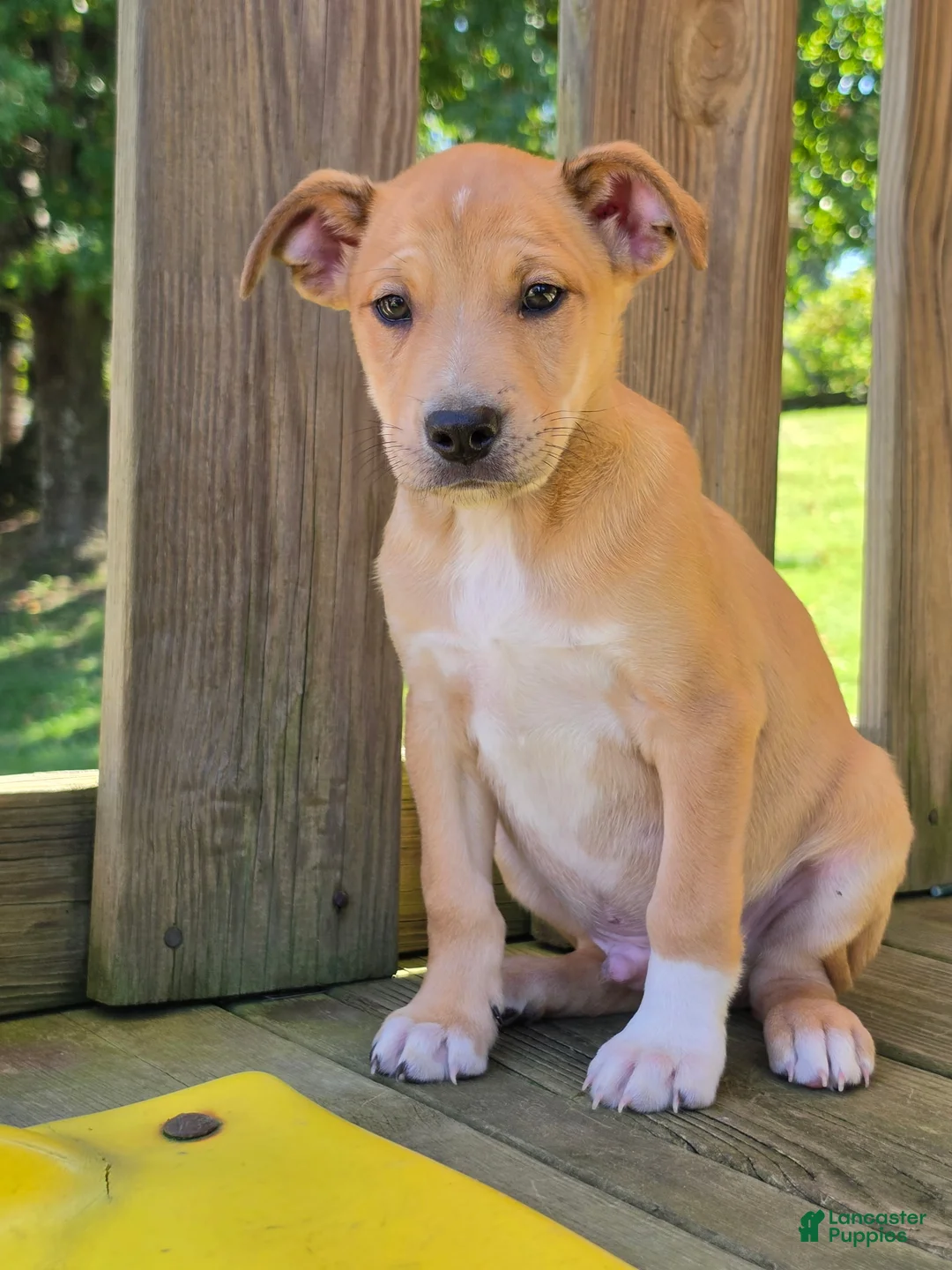 Mixed Breed dogs for sale: Theodore - Ad 1