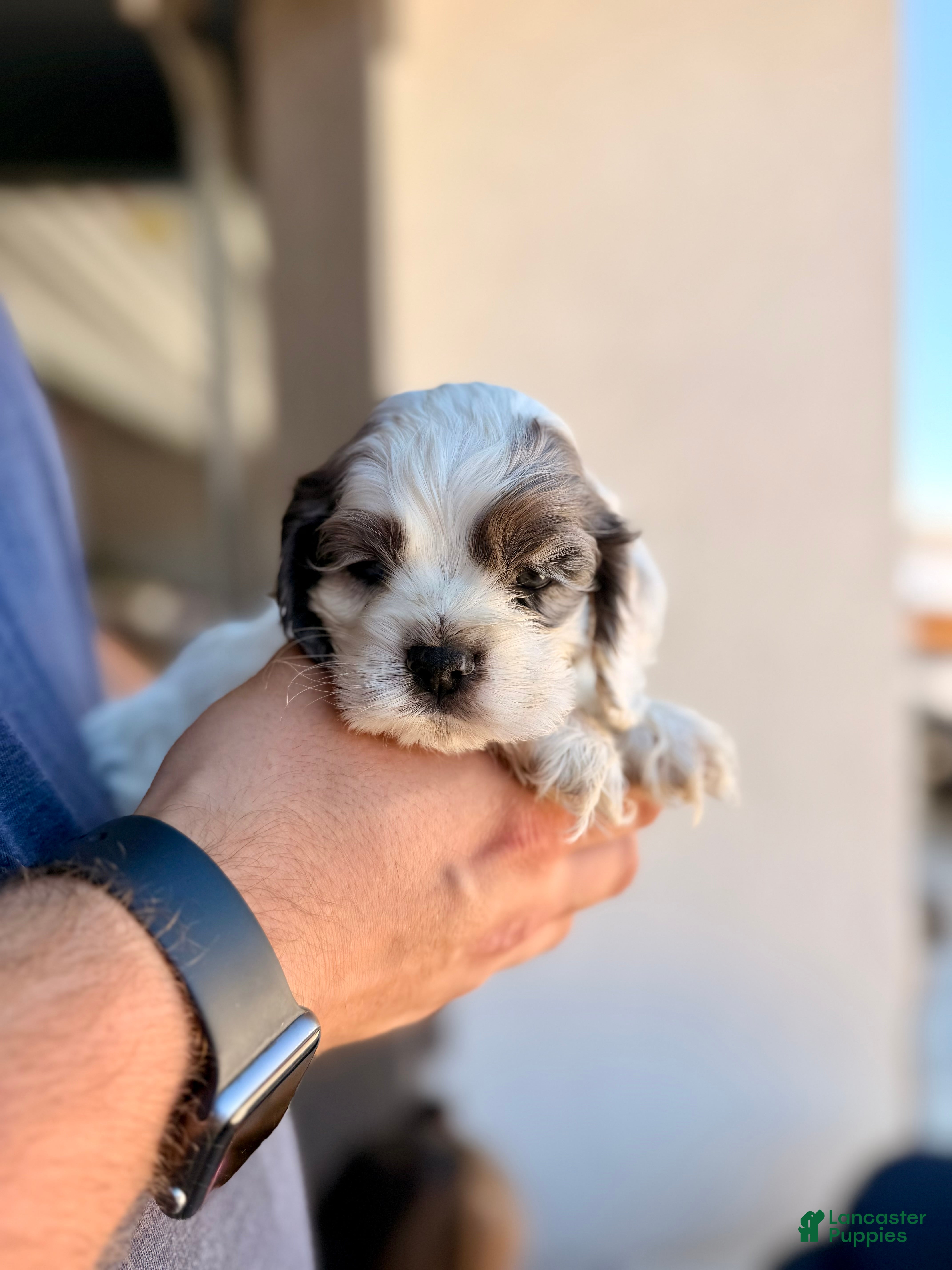 Cocker Spaniel dogs Rocky - Ad 1
