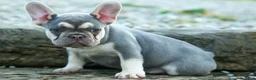 French Bulldog dogs for sale: Stella🌸 - Ad 19