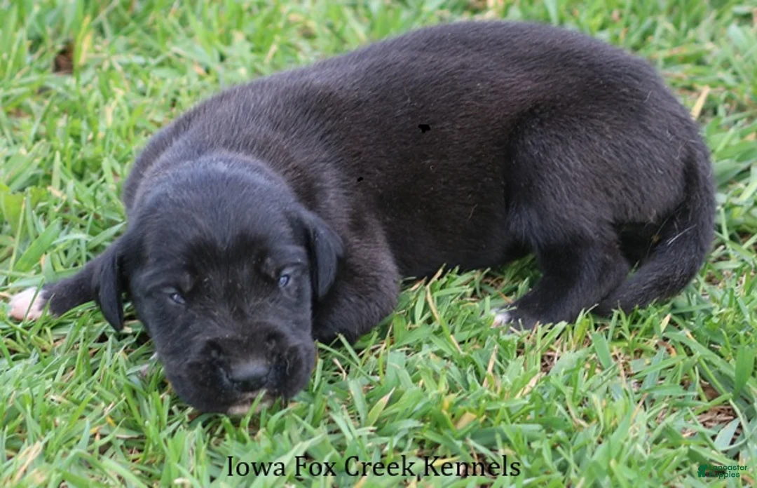 Great Dane dogs for sale: Maya - Ad 2