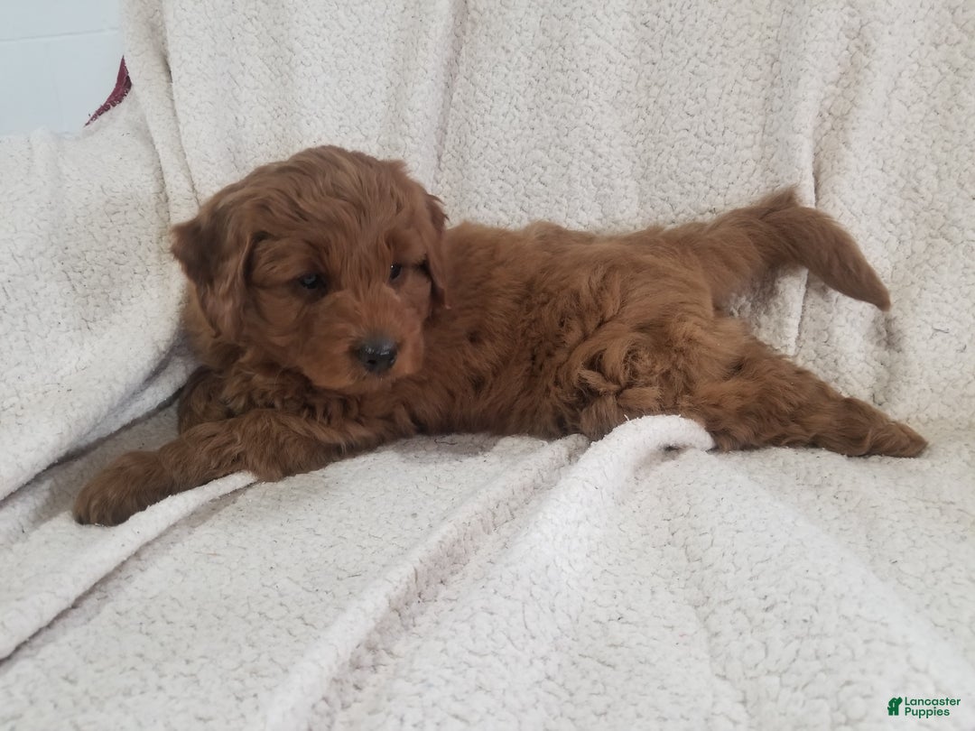 Mini Goldendoodle dogs for sale: Mini Goldendoodle Puppy 1 - Ad 2