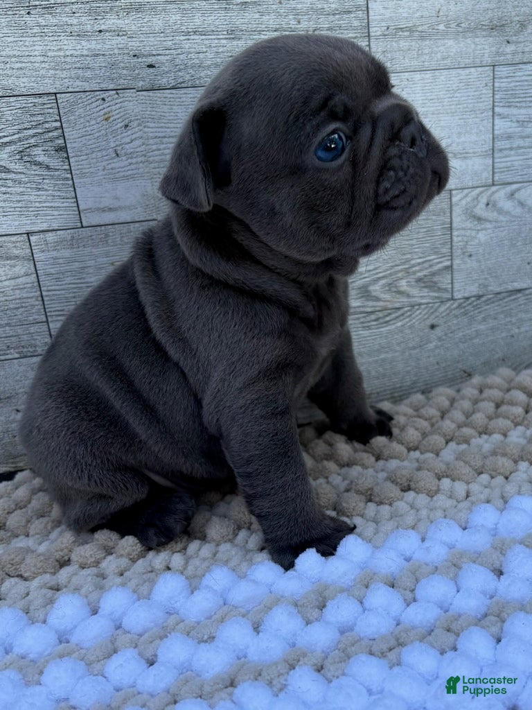 French Bulldog dogs Tobey - Ad 1