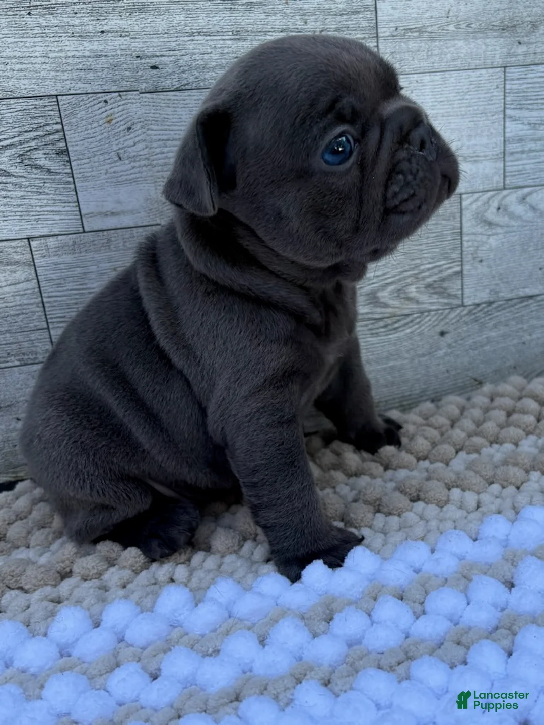 French Bulldog dogs for sale: Tobey - Ad 1