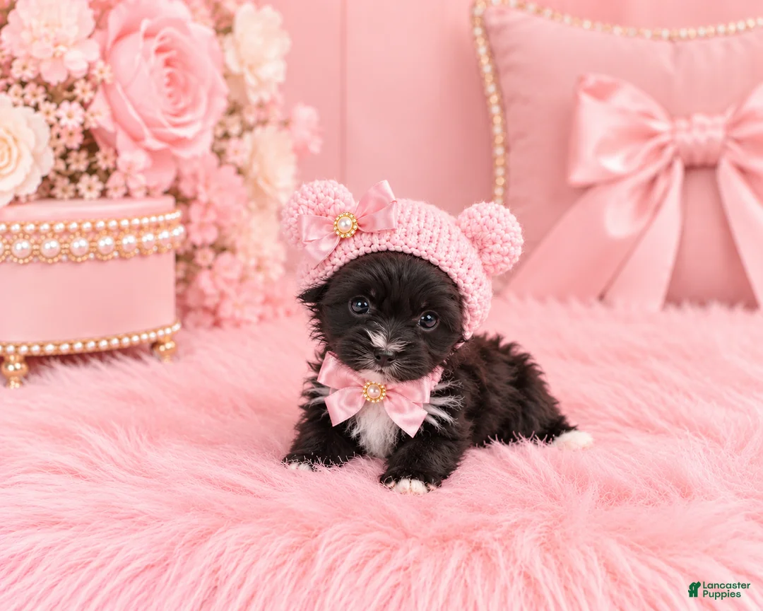 Yorkshire Terrier dogs for sale: Teacup Yorkshire Terrier 1 - Ad 2