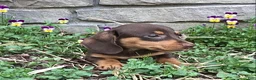 Miniature Dachshund dogs for sale: Dash  - Ad 6