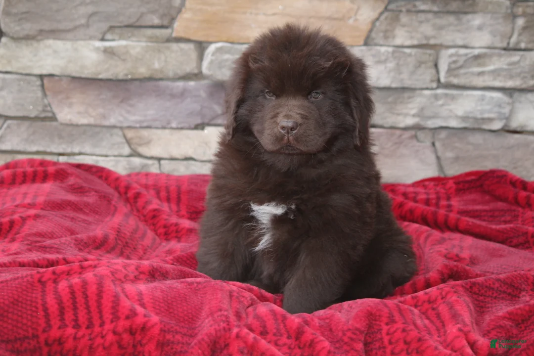 Newfoundland dogs for sale: Paisley-pending - Ad 14